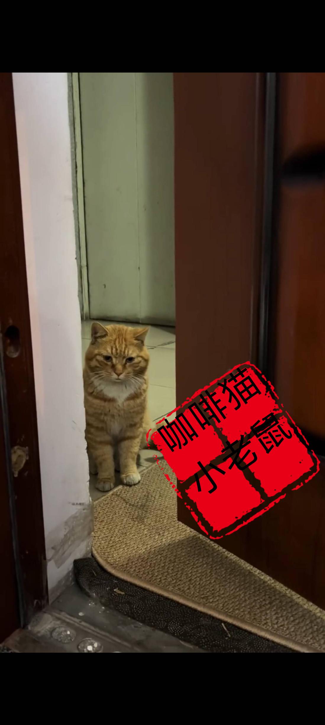 同样是橘猫，可他们的命运却截然不同，一只生活在无忧无虑的健康环境里面不愁吃穿，另