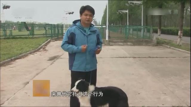训练狗狗不扑人教程 9979933030840928173.jpg?id=0
