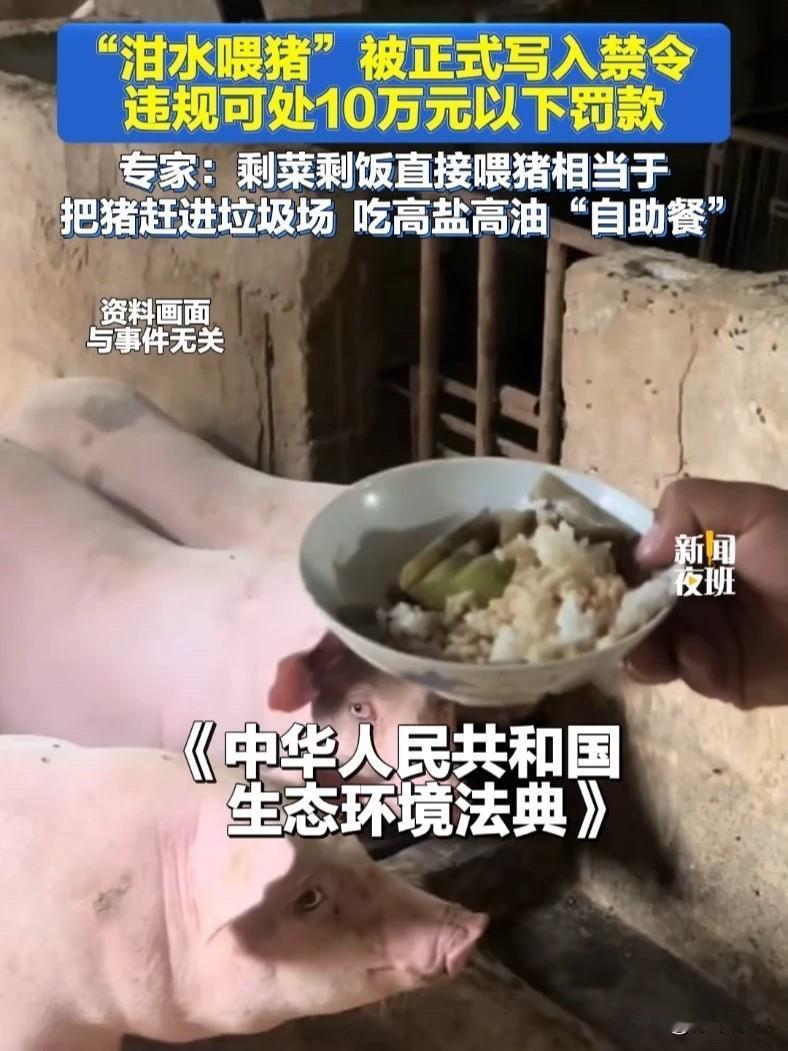 真不知这项规定是哪位专家提出并获得通过的？实在令人费解！！泔水喂猪被禁新规来