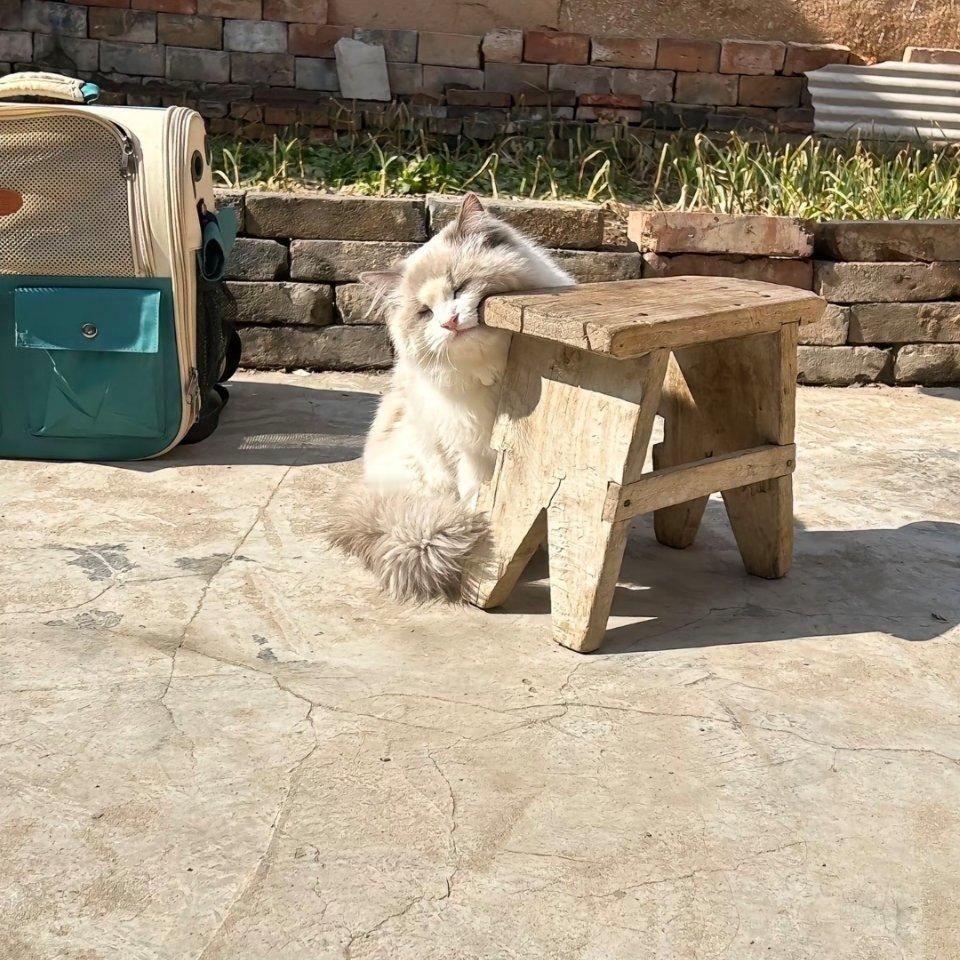 萌宠亲近大自然，放飞自我的猫猫