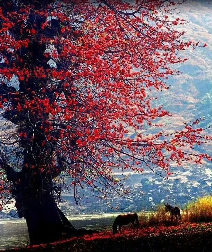 四川·攀枝花｜花是一座城，城是一树花攀枝花又称木棉树，每年1月就开始开花了，从攀