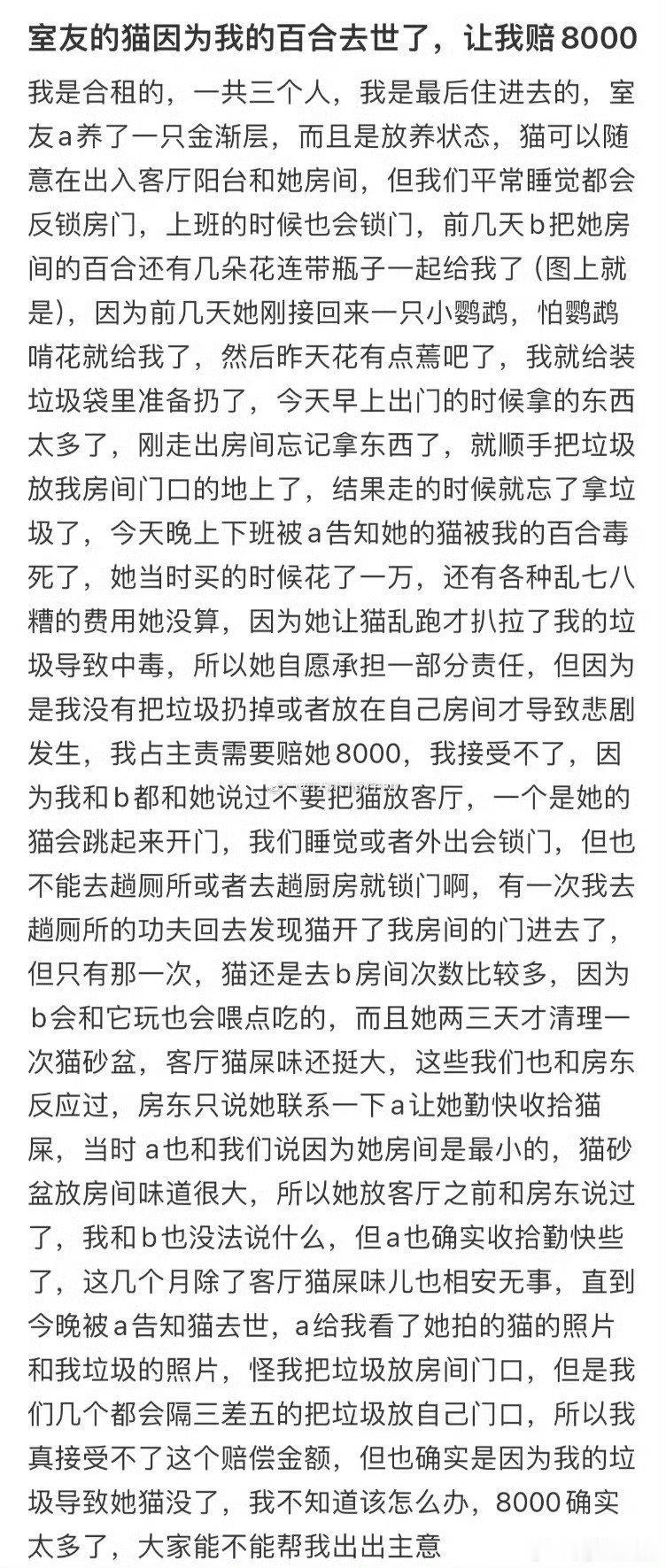 室友的猫因为我的百合去世了，让我赔8000​​​