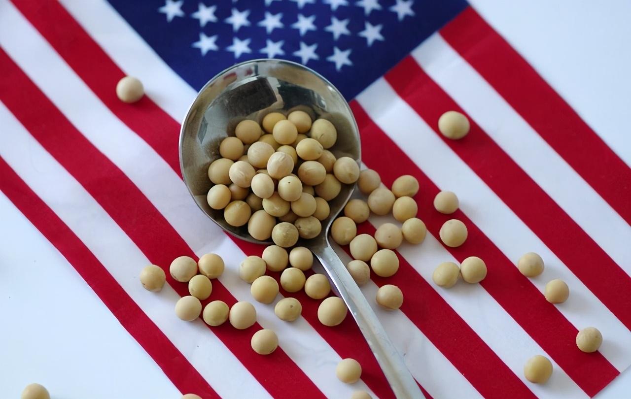 美国大豆为什么非得卖给中国？ 答案是，这真不行。不是中国离不开它，是美国大豆