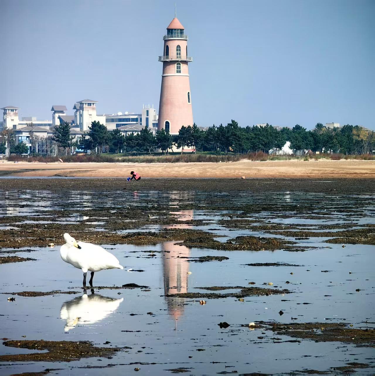 初冬时节，又到了荣成最美的季节，尤其是美丽的天鹅仙子的到来，更是吸引了国内外的游