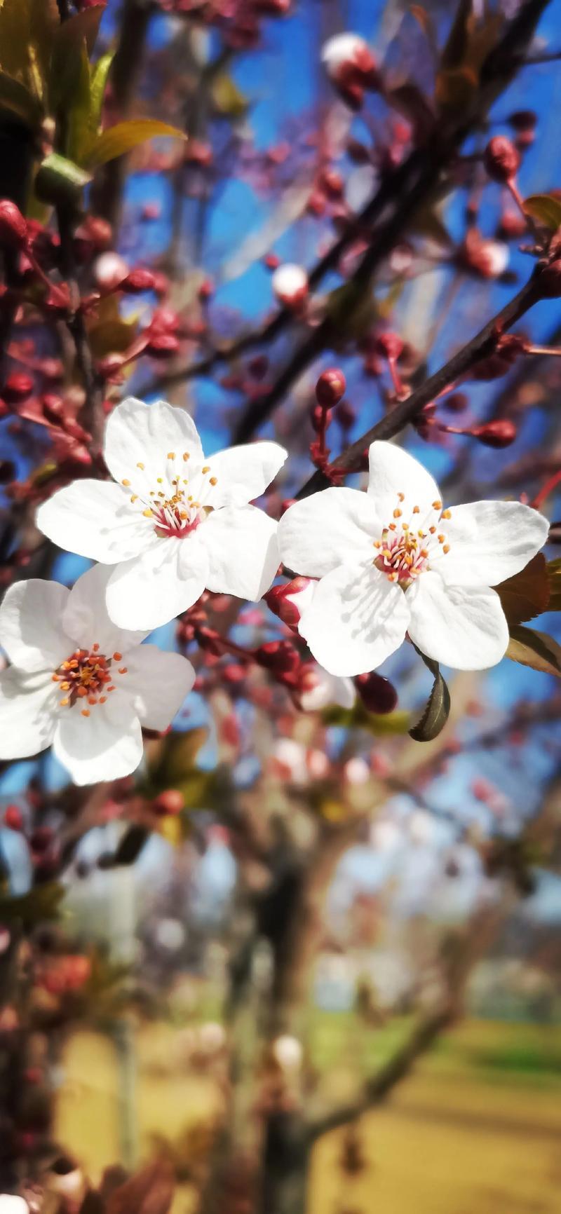一个女生，如果家庭条件很好，自己有工作，长得还行，性格也不错，长期在相亲，但35