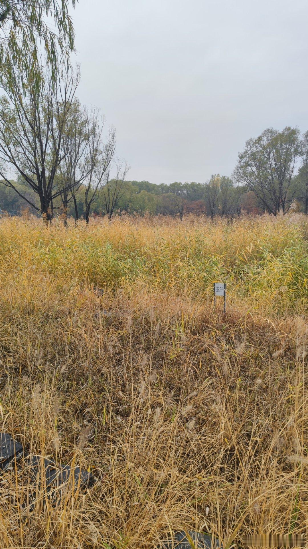 北京奥森公园的秋色  北京你好摄影