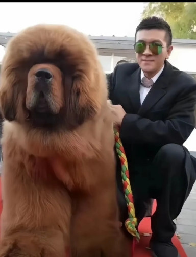 杨子也是特别有趣的。他称十五年前牵着手，十五年后牵着狗，网友评论说依依很好，赶