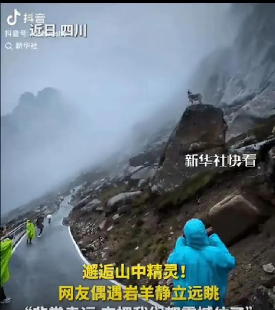 彻底解释不清了！连新华社都忍不住转发了。四川，网友在莲宝叶则的山路中徒步，竟