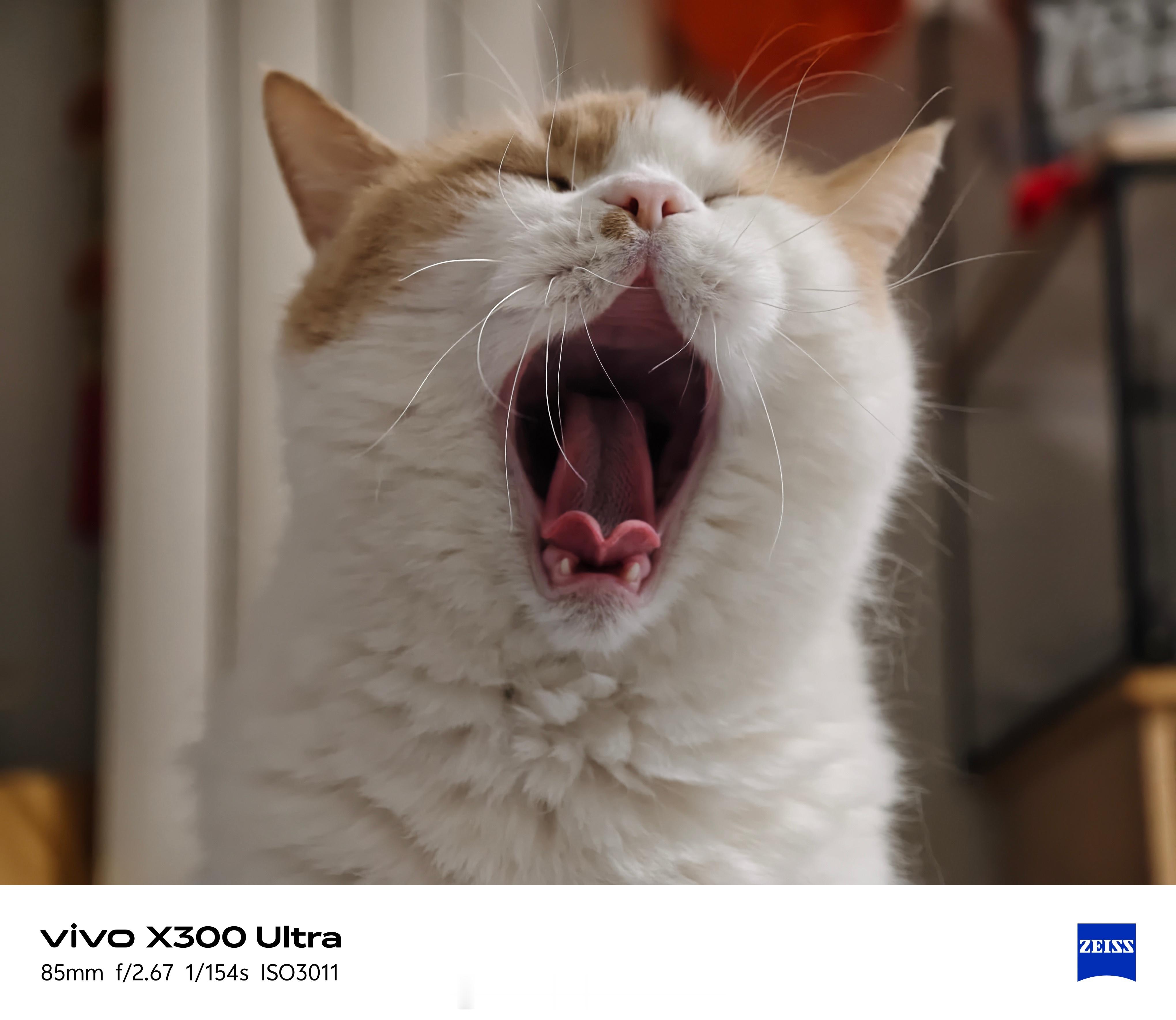 此处禁止停猫就要停就要停可爱的猫咪想停哪就停哪
