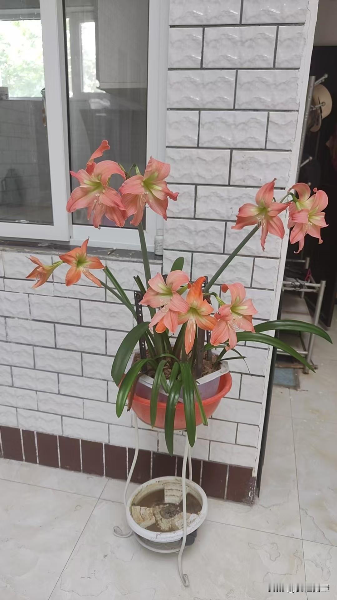 这是朱顶红（也叫柱顶红、孤挺花），这盆花开得非常壮观，属于盆栽界的“开花机器”。