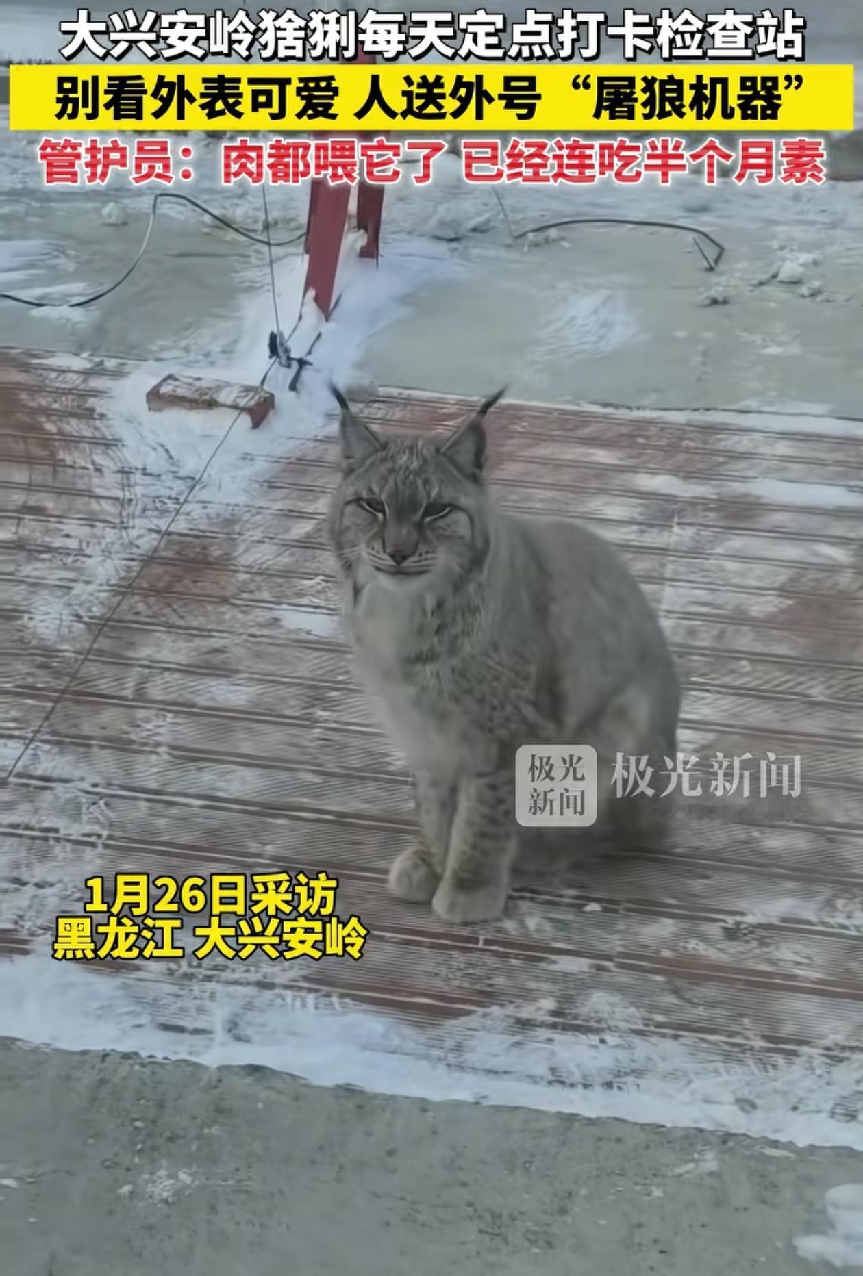 笑不活了！黑龙江大兴安岭，管护站工作人员喂了野生猞猁一次肉，之后它就每天准时过来