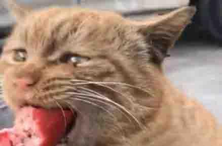 男子买了香肠给流浪猫，没想到它直接吃哭了，这一幕让人受不了这天，主人走在街道上