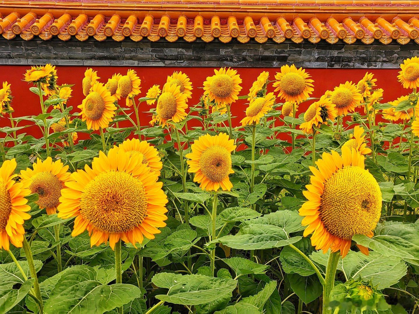 在城里也能看到向日葵花海了，还有红墙背景，太美了！2025.7.19摄影​​​