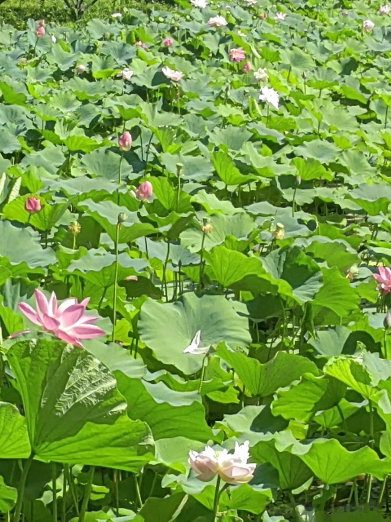 周末休息，到亭林公园游玩，荷塘里的荷花很漂亮，吸引了众多游人驻足观赏拍照，盛开的