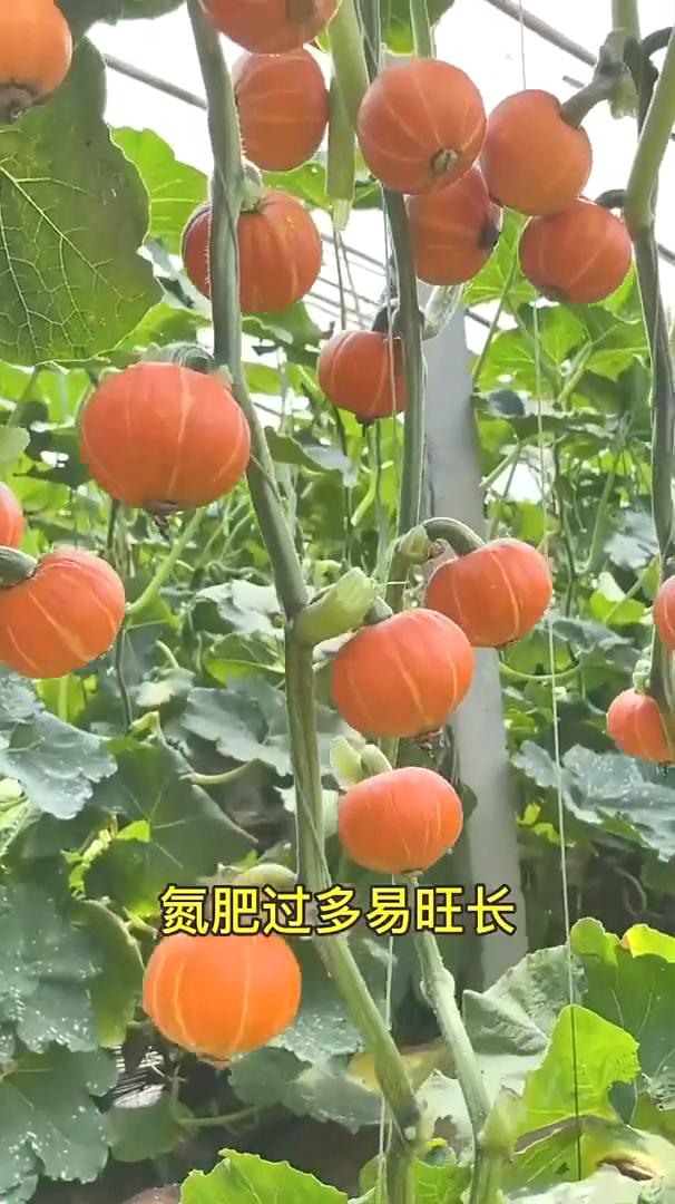 施肥口诀。今天给大家分享一个种菜施肥口诀，看完会让你受益良多，终身受用。·氮