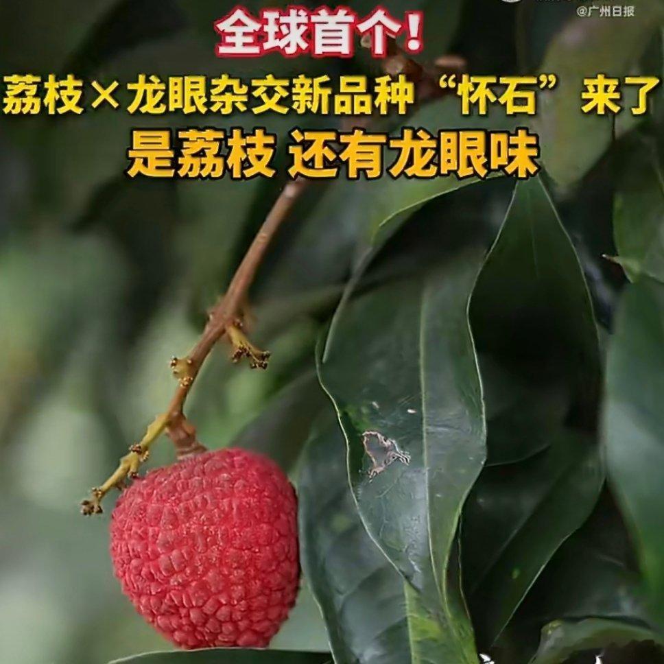 全球首棵龙眼味荔枝树你见过荔枝的身体却是龙眼的灵魂吗？在广州的荔枝圃里，真是有这