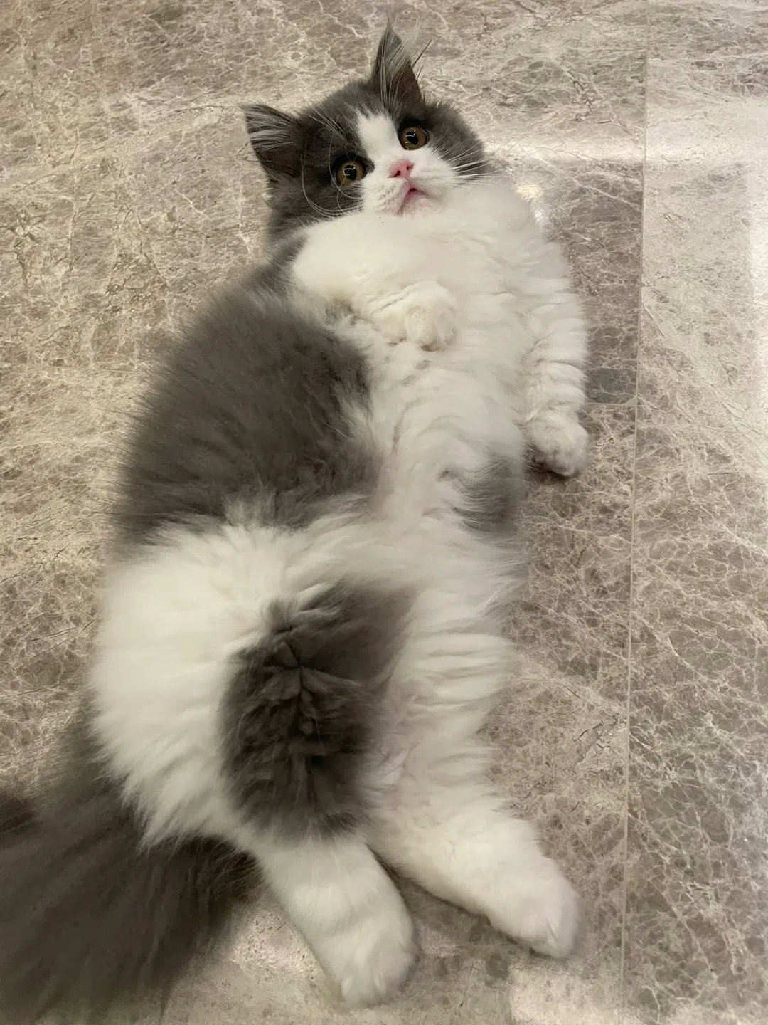 没有脖子也没有手腕，像个煤气罐子，还不让说！