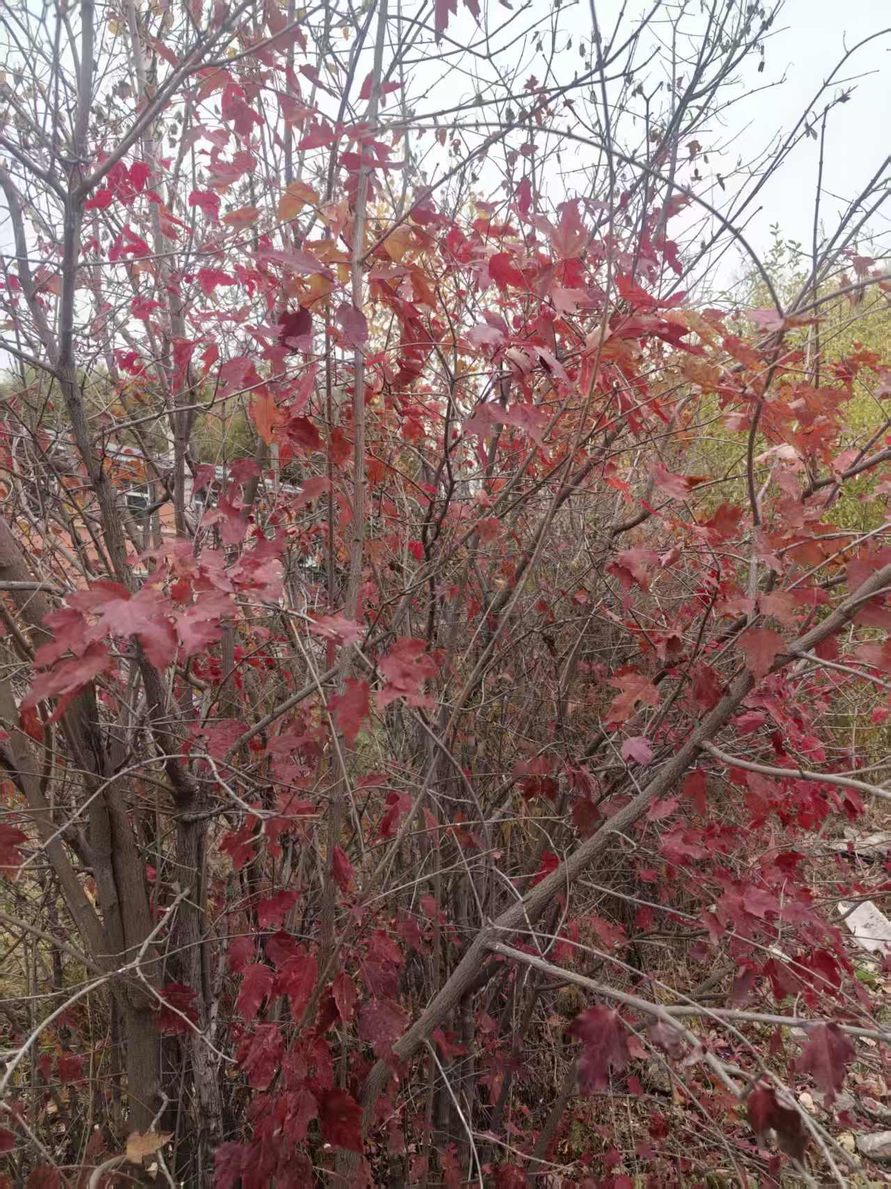 秋天的树叶太漂亮了，你看这树，枝桠里挤满的红叶，像把夏天没燃尽的热情全泼在叶子