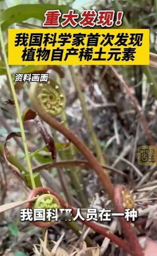 福建龙岩有块地过去寸草不生，现在种满野草乌毛蕨。中科院研究人员发现这草能把土壤里