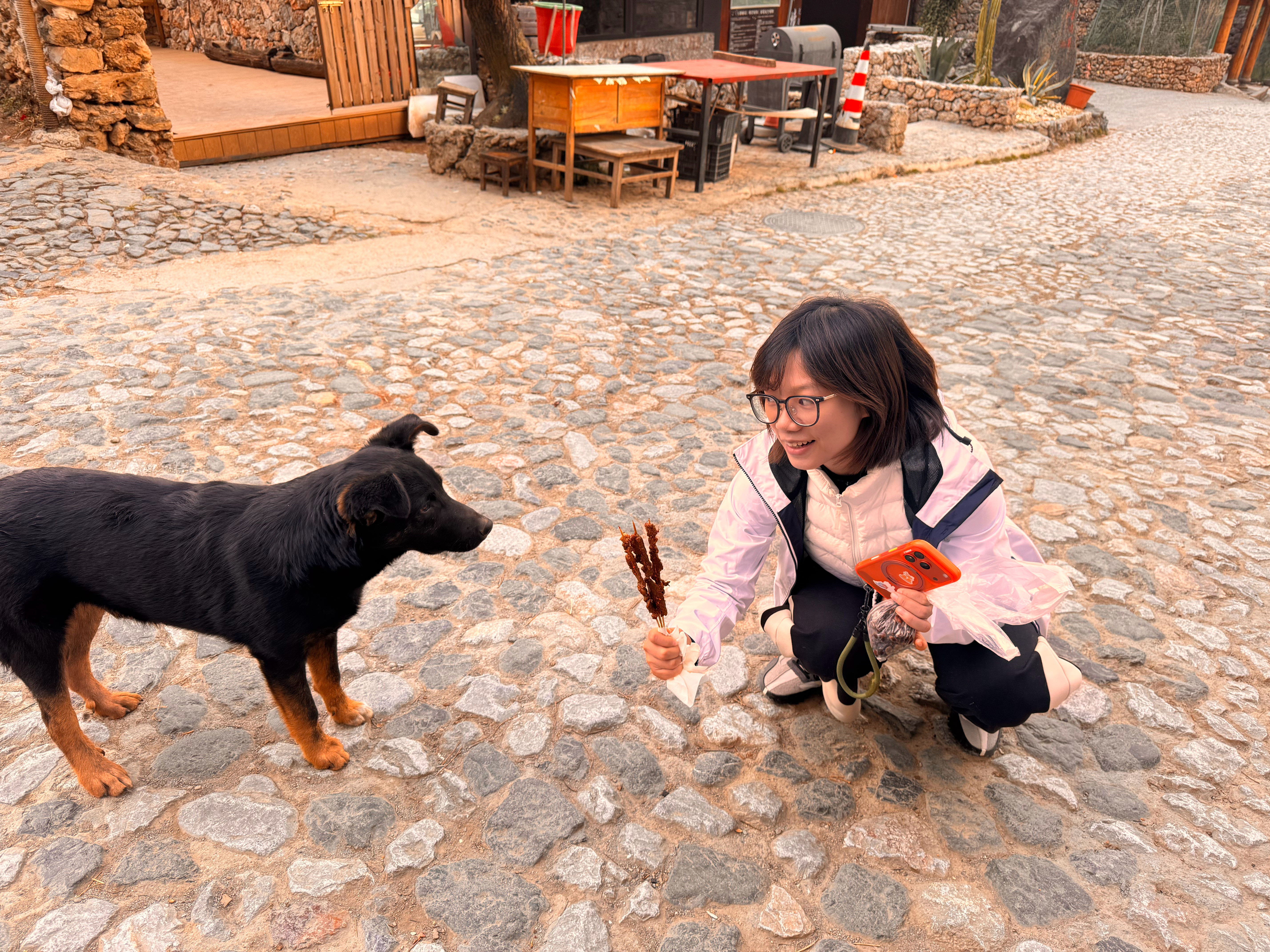 命运戏弄大馋猪