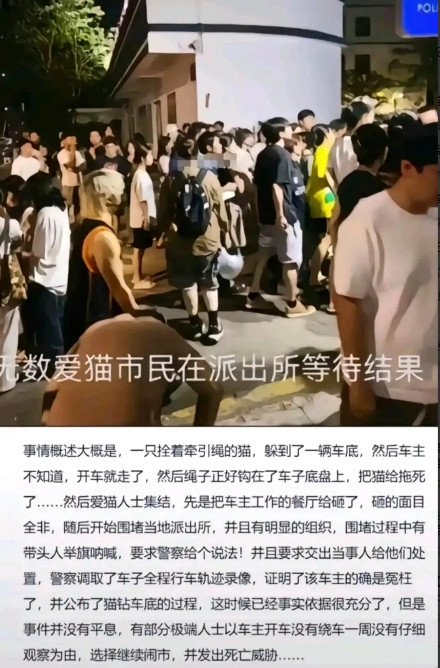 所谓的爱猫人士，晚上十点多的事故，凌晨就能聚集这么多人，很难不认为有外部势力怂恿