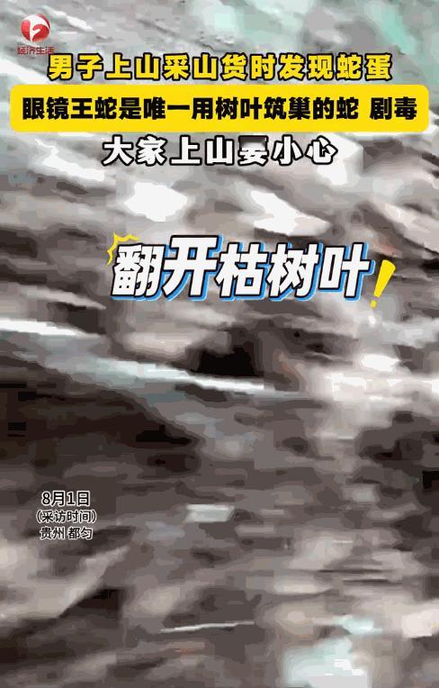 “真吓人！”贵州都匀，一男子进山采山货，掀开树叶时竟意外发现了一窝蛇蛋！这位男子