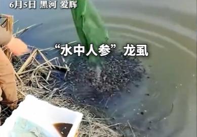 6月5日，黑龙江黑河迎来了一项全新的特色农业试点项目，彻底打破了北方农业以种植、