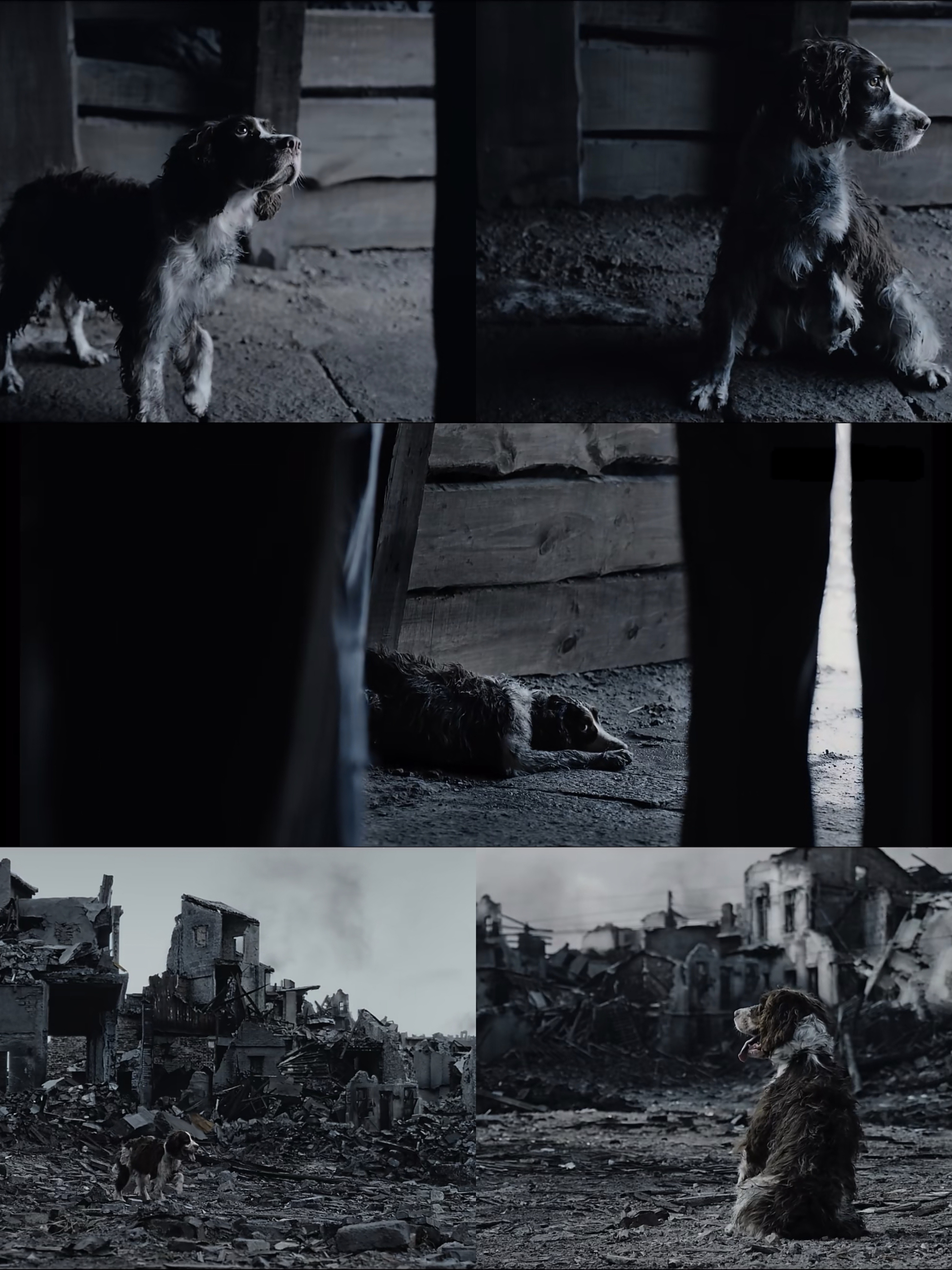 这个片尾的查理王是刘涛对小查理最后的倔强毕竟大了以后的煤气罐罐不能再假装查理王了