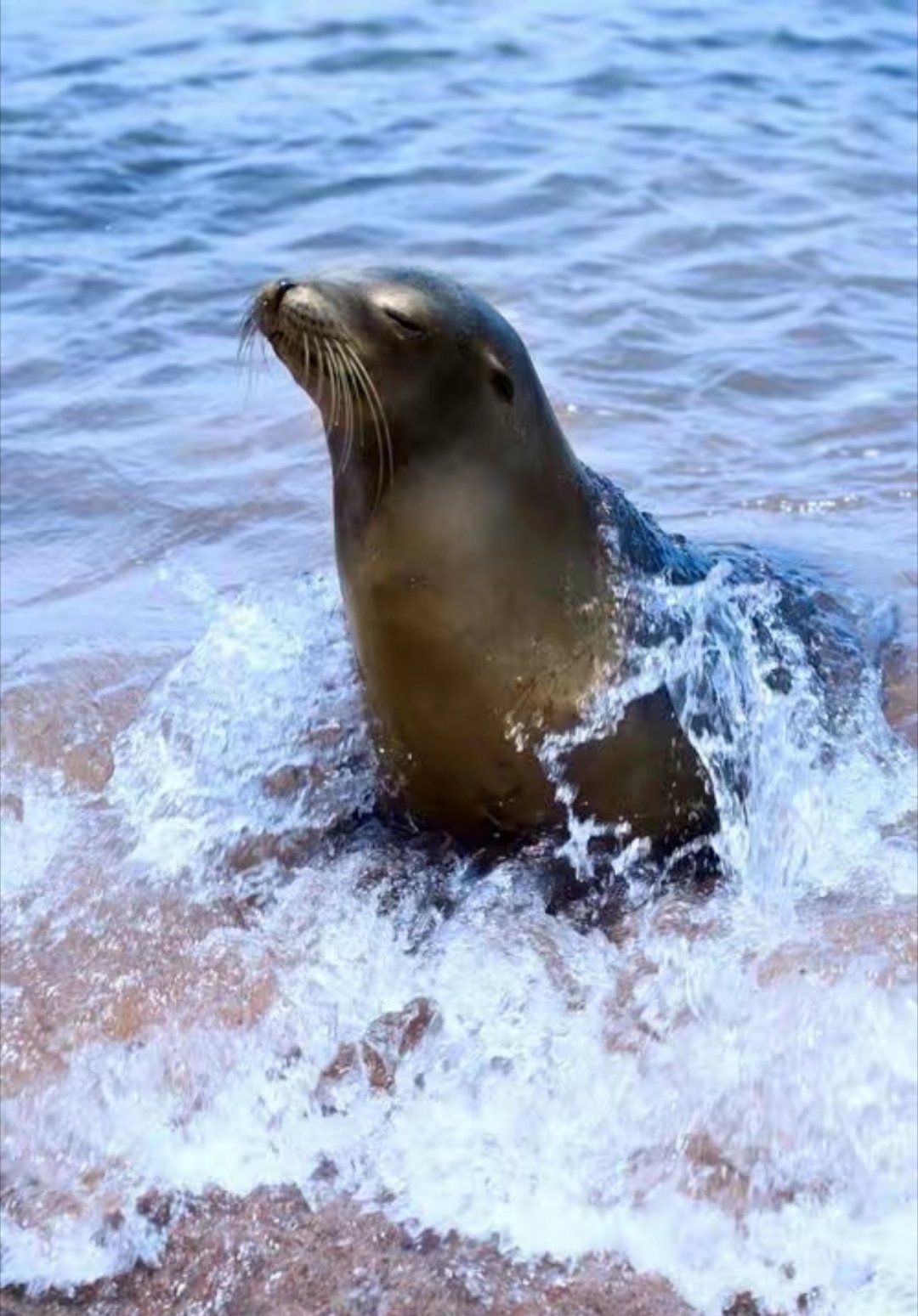 日本北海道稚内市外海的一处无人岛，近期被大量北海狮占据。截至12月下旬，岛上已有