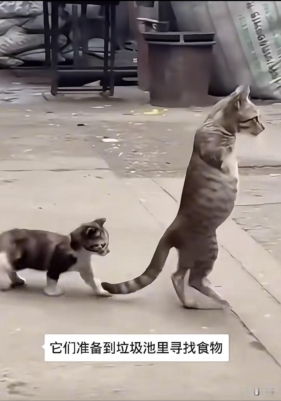 太可怜了！一只流浪猫妈妈有次过马路的时候不慎被车撞了，失去了两条前腿，它非常痛苦