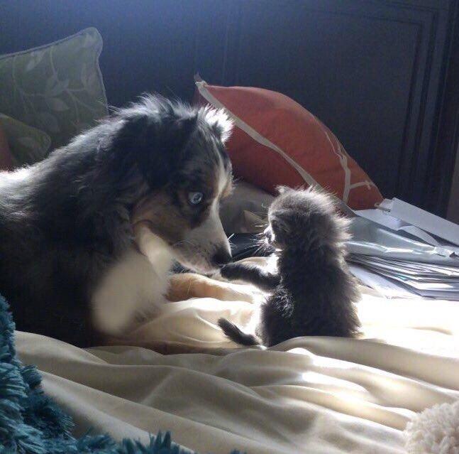 可以摸摸你的舌头吗？唔，好吧！