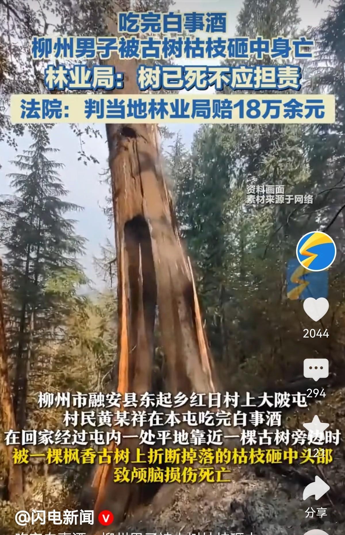 广西柳州，一男子去参加同村白事酒后返回路上，经过村里一棵树龄达160年的枫香古树