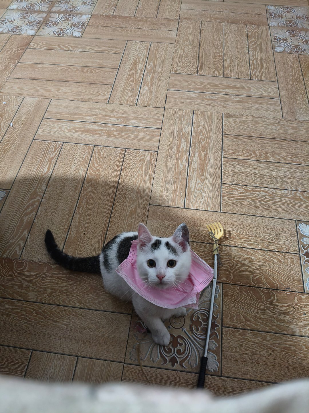 脚都肿成啥样了小咪