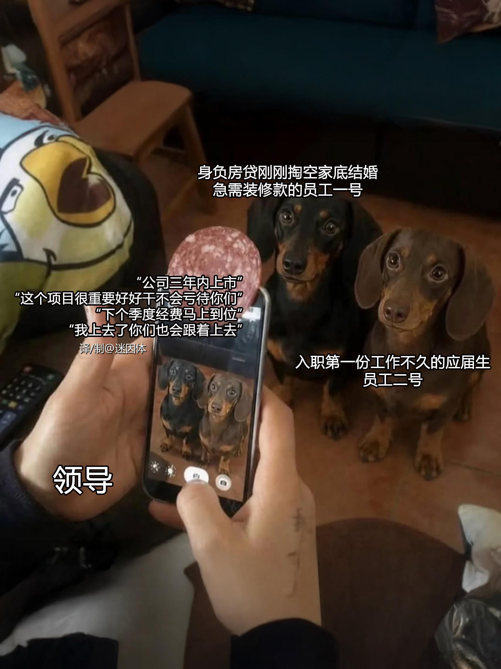 听说广州这边的公司不爱招本地人呢memes迷译图