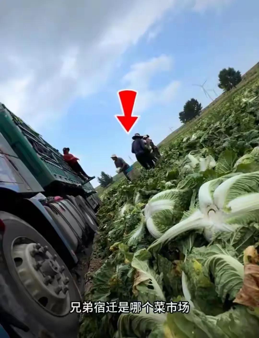 甲醛白菜又来了！十年前就曝光过，如今还要靠网友偷拍才查？你天天吃的大白菜，可能