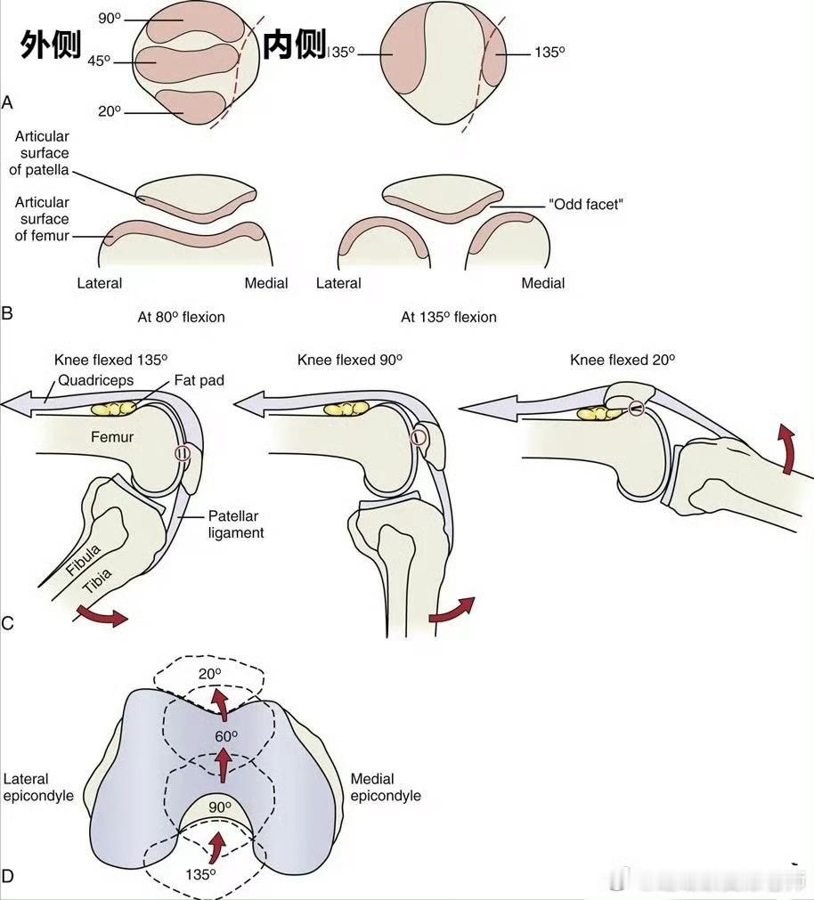 膝盖疼痛下蹲膝盖疼的朋友，你是刚下蹲就开始疼，还是下蹲到大角度才会疼？先来看下