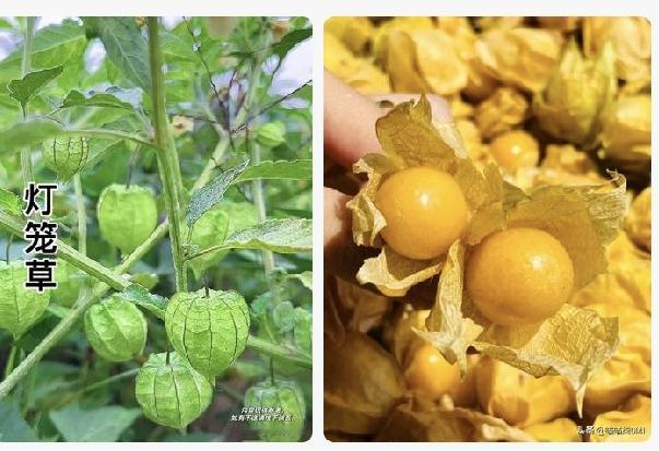 灯笼草这种植物只要在山上碰见一株就发财了，它全身是宝，根茎叶、皮果没有一样