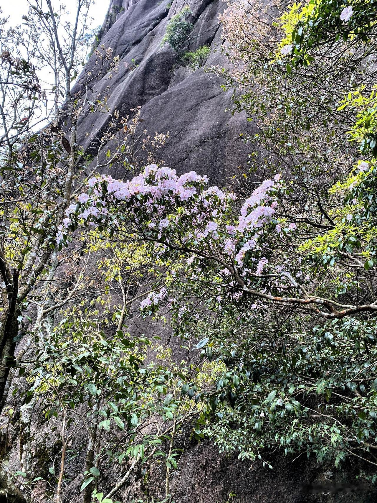 爬三清山真的太累了，感觉进山的每一个游客，都是勇敢的越野赛选手，但是每一步都不会