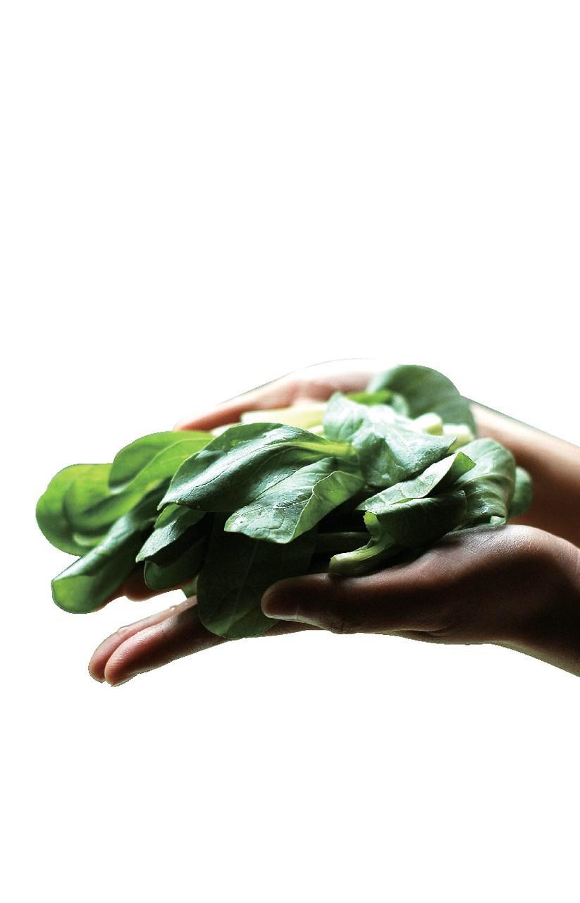 河南扶沟的“自由的菠菜”火出圈了！日销量暴涨10倍，这热度简直绝了。事情源于网友