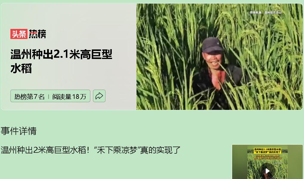 “禾下乘凉”成真了，可农民却不敢种？袁隆平院士的梦想照进现实——温州出现2米高