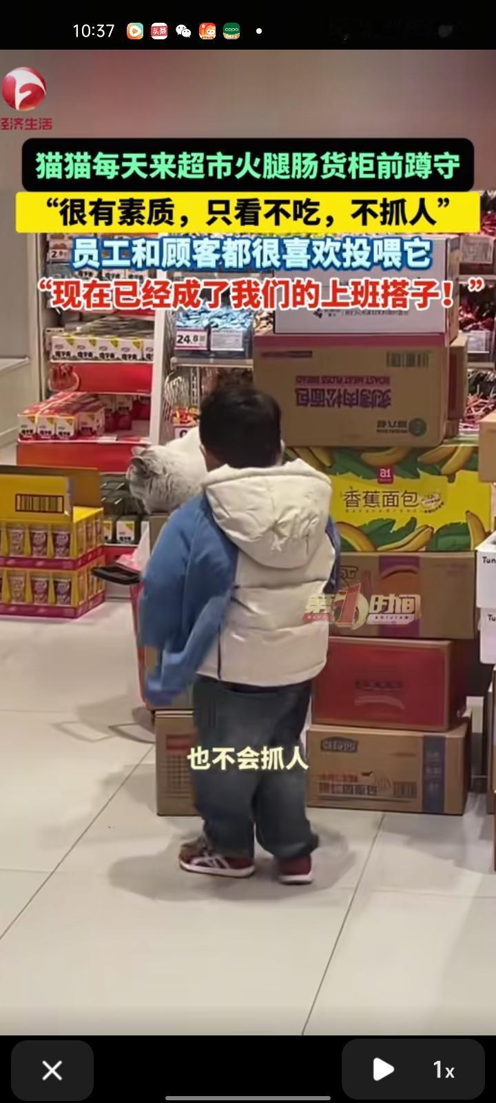 近日，连云港市灌云县。网友晒视频称，猫咪每天来超市火腿肠货柜前蹲守，不管是刮风还