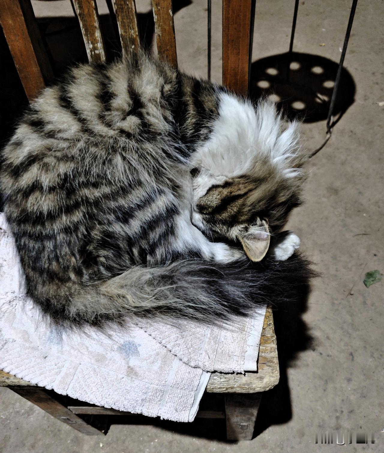 俺家小猫咪真的太会撒娇了，每天一到点就往舒服的地方一躺，小脑袋歪着，爪子轻轻蜷着