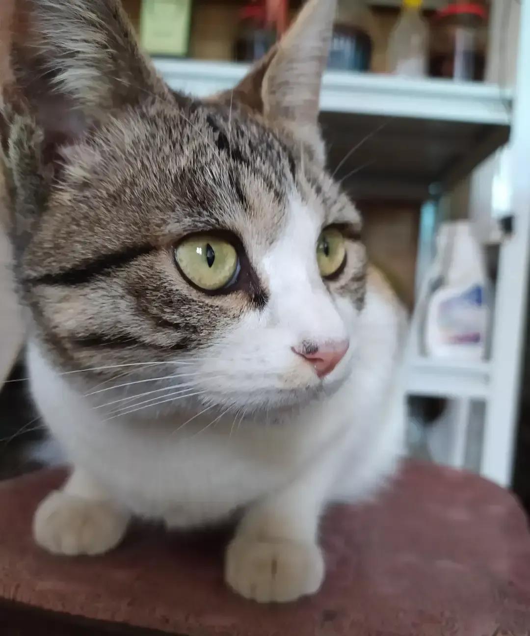 东北老铁把冬天过成大型慢综艺。零下三十度，村口雪墙两米高，我踩进去直接没膝盖。大