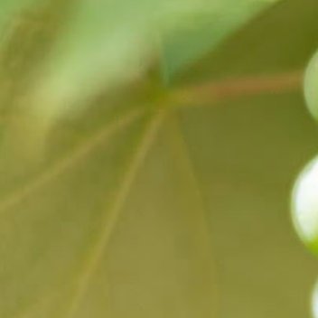 2200晴王葡萄🍇的种植方法：1、翻整田地葡萄应该在地势平坦、土层深厚、土壤疏