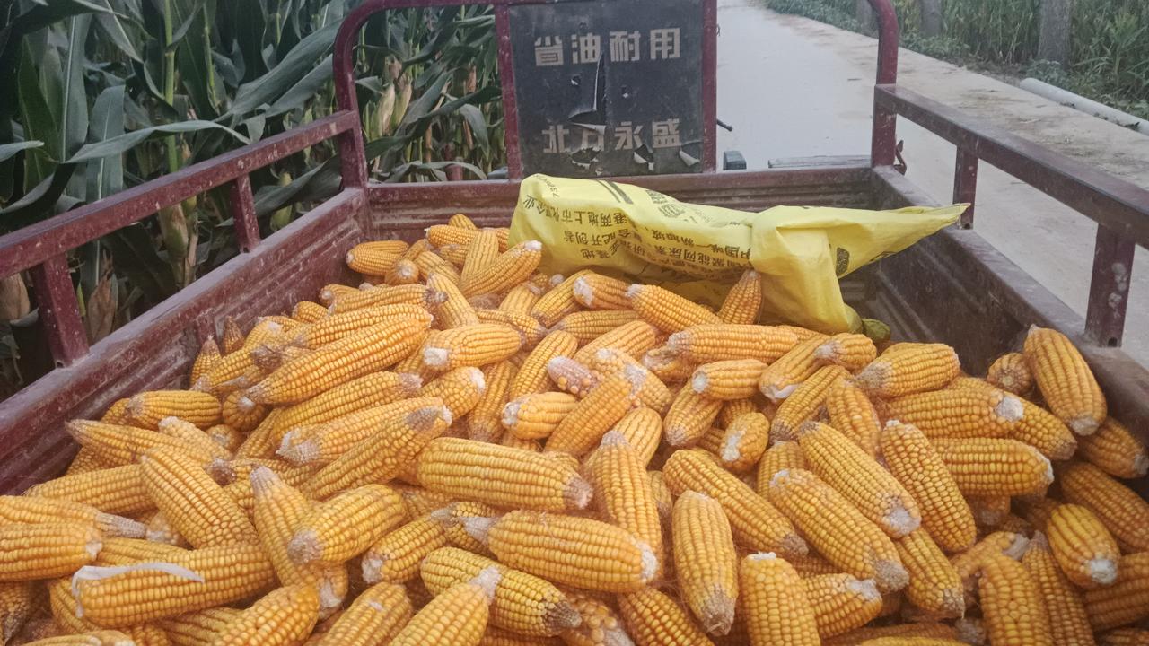 我最喜欢秋天，秋天，收玉米，收大豆，收花生，收芝麻，收辣椒，秋天是个收获的季节。
