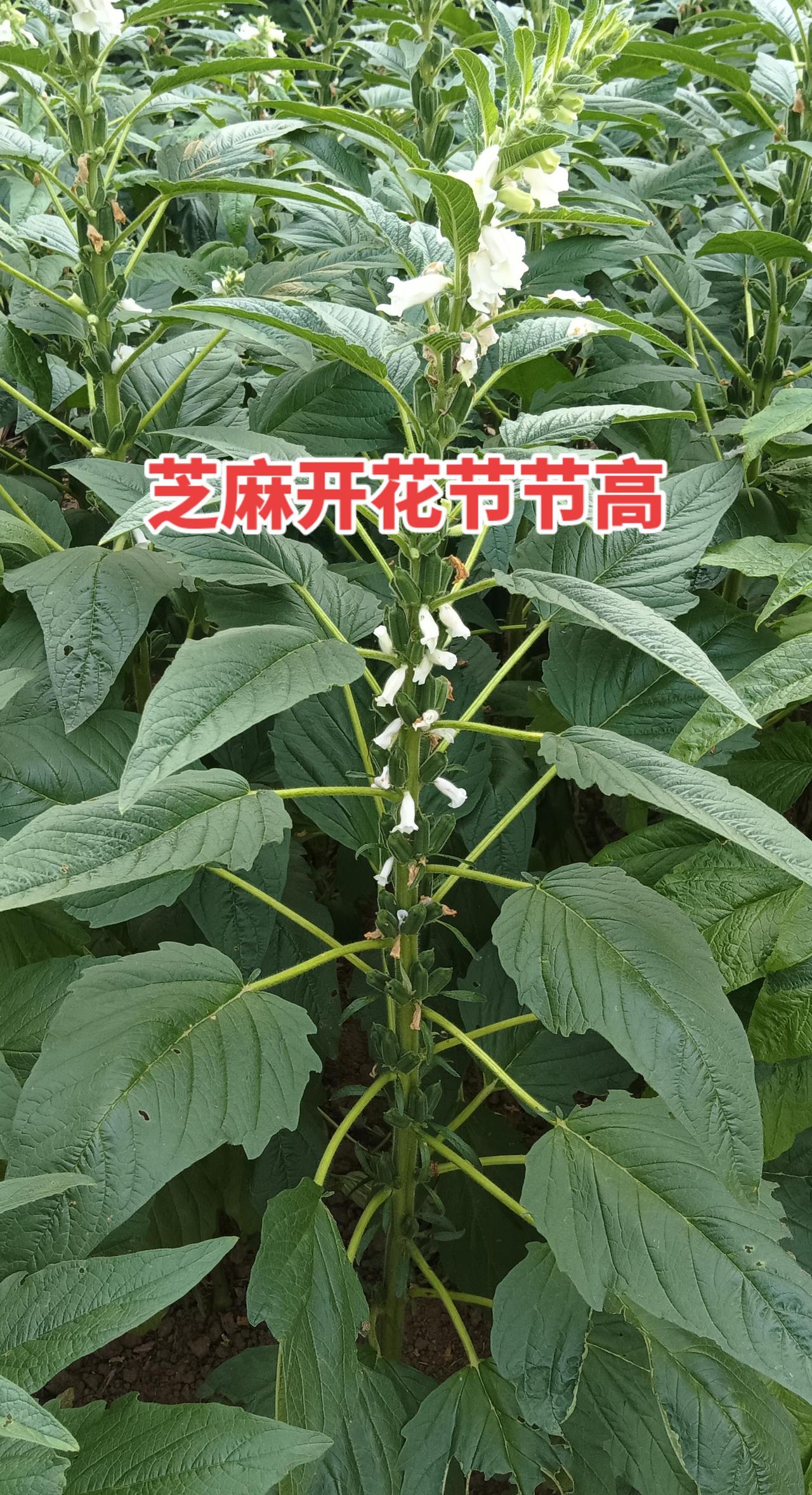 感恩幸福生活如同芝麻开花节节高。有认识这种植物的吗生命力顽强的植物记录我的种