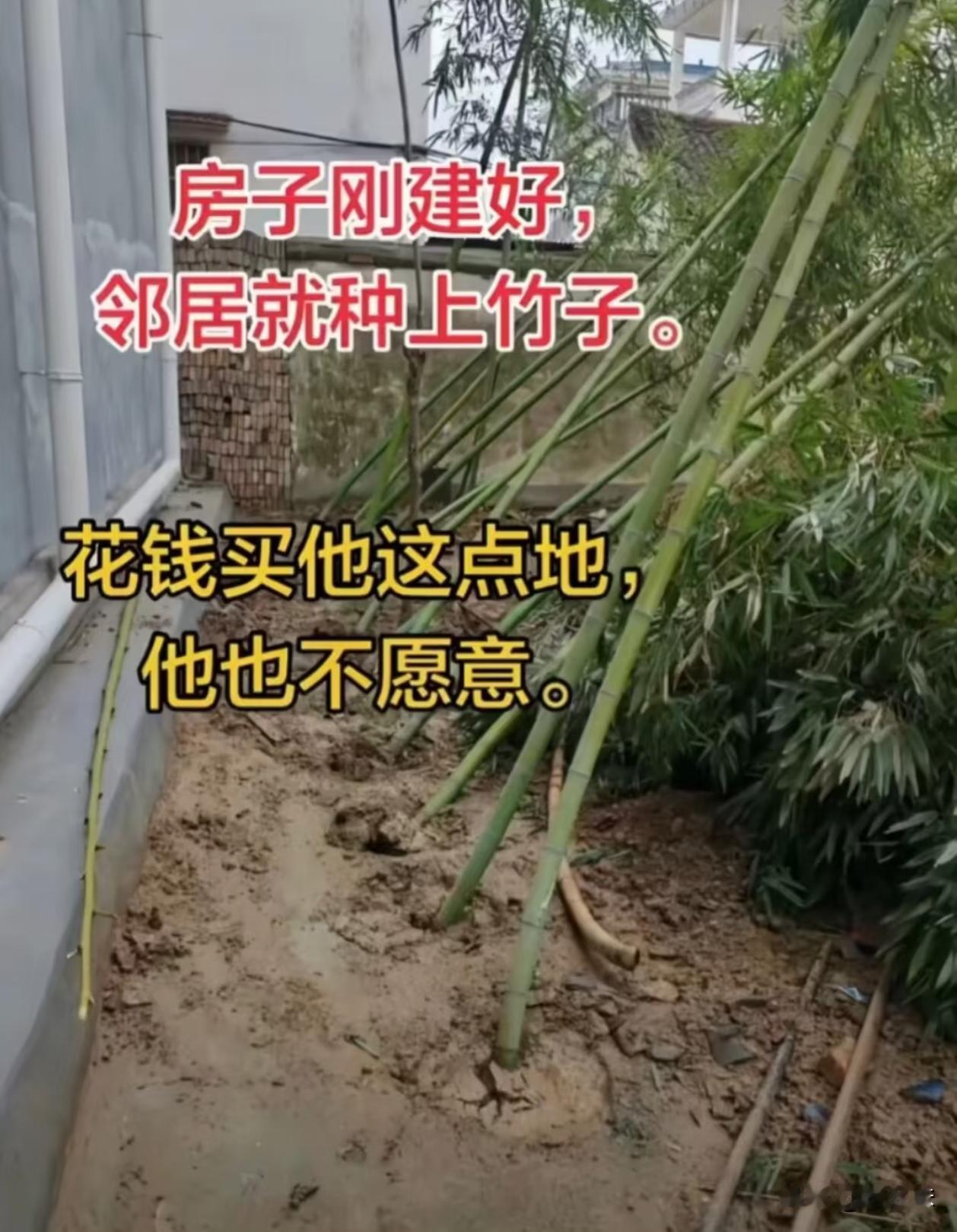 这个竹子不除，会不会影响地基？