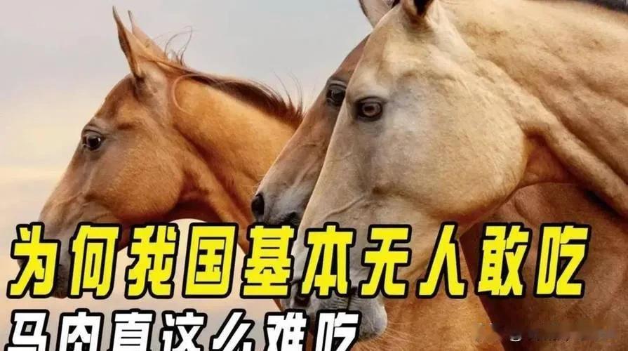 中国每年有470万匹马被屠宰，可是在国内几乎看不到有人吃马肉，这些马肉都去哪了？