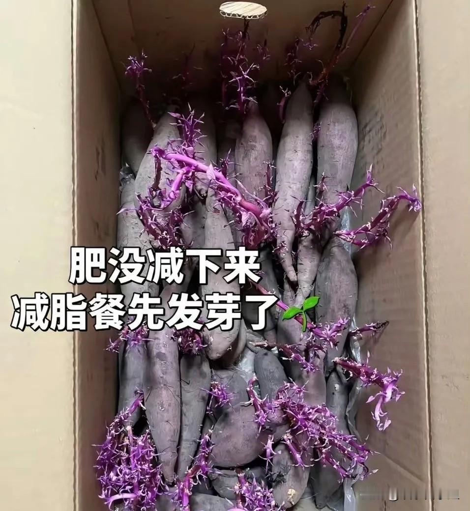 不懂就问，发芽的红薯有毒吗？还能不能吃？
