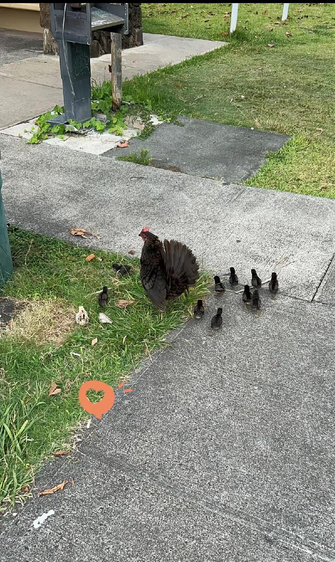 夏威夷现在鸡泛滥成灾了。起因是多年前飓风毁了鸡舍，家鸡逃出去和当地红原鸡杂交。这